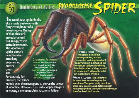 Woodlouse Spider | Wierd N'wild Creatures Wiki | FANDOM powered by Wikia