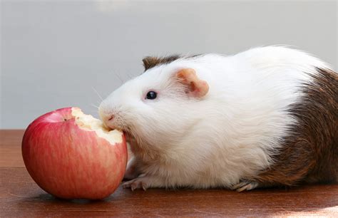 What Fruits Can Guinea Pigs Eat? What You Need to Know! | Pet Keen