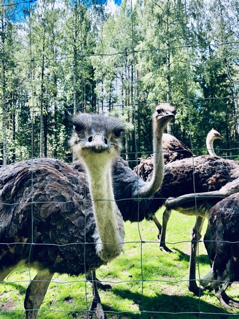 The ostrich farm grew out of their own woods - Woodworking Project