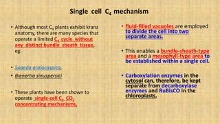 C4 pathway or Hatch and Slack pathway | PPT