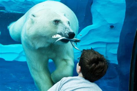 Detroit Zoo planning aquarium to attract 1 million yearly visitors | blooloop