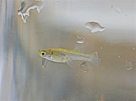 Biological Thinking: All About Mosquitofish