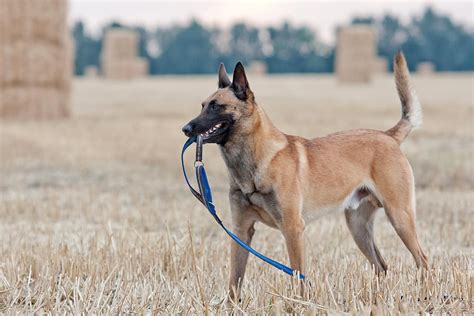 Belgian Malinois Dog Breed Profile