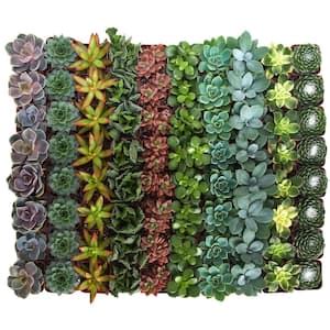 Succulents - Garden Center - The Home Depot