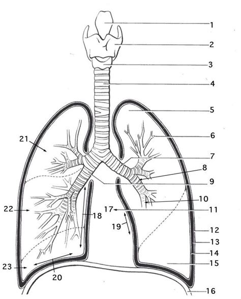 25+ Inspired Photo of Anatomy Coloring Pages - albanysinsanity.com | Anatomy coloring book ...