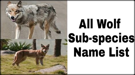 All Wolf's Sub-species Name List