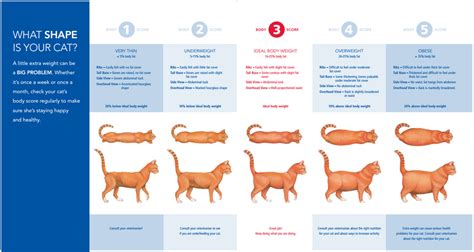 cat-weight-chart.png | TheCatSite