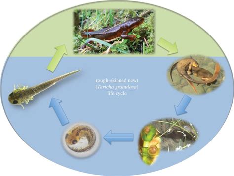 Newt Life Cycle Pond Sequence Stages Development Crested, 46% OFF