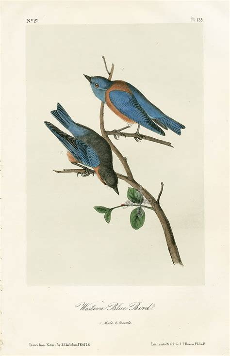 Audubon Bird Prints from Birds of America, 1st octavo edition 1840-1844