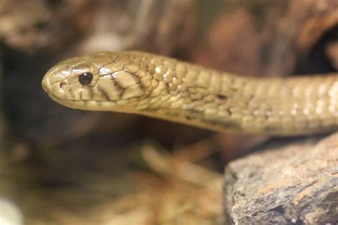 JackJones Blog: Venomous Snakes in the Philippines