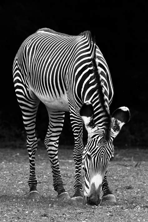 Black And White Zebra Free Stock Photo - Public Domain Pictures