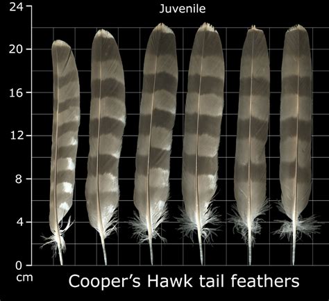 The Feather Atlas - Feather Identification and Scans - U.S. Fish and ...