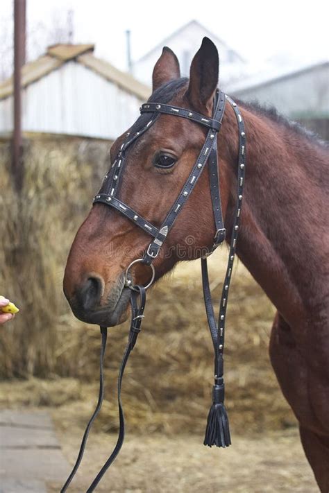 Harnessed Horse. Horse Harness. Leather and Metal Products, Handmade ...