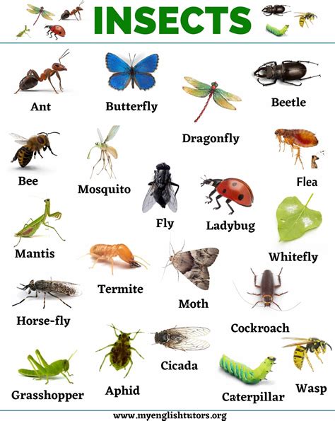 Insects: List of 20+ Names of Insects in English – My English Tutors