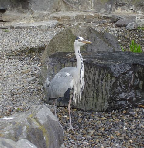 Adult grey heron | Looking for a free meal at Dublin Zoo | Dawn | Flickr