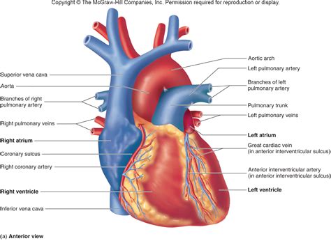 A Specific Coronary Vessel That Lies In The Anterior Interventricular Sulcus Is The - cloudshareinfo