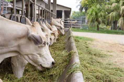 Beef Cattle Cow Livestock in Farm Stock Photo - Image of cattle, industry: 131808302