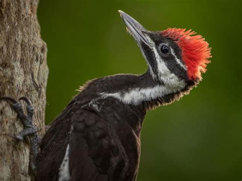 Juvenile Pileated Woodpeckers (Identification with… | Birdfact