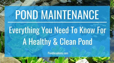 Pond Maintenance: Everything You Need to Know