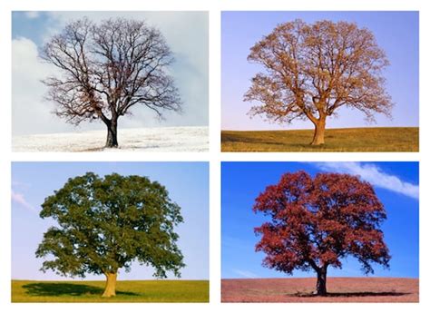 Tree in 4 Seasons Four Seasons Nature Photo Set of 4 | Etsy