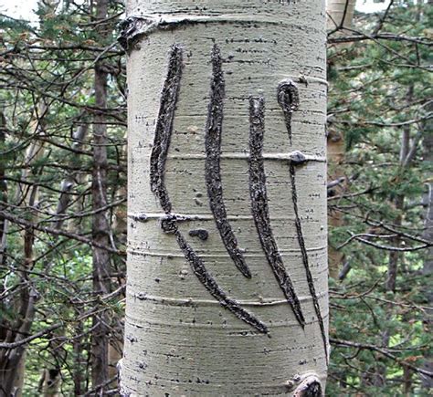 Bear claw marks about 5 feet high on an aspen; black bears can climb trees easily and quickly ...