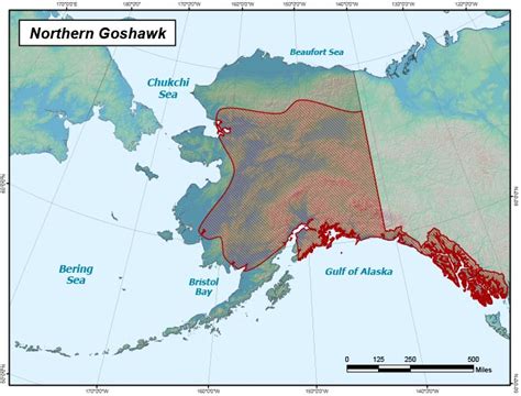 Northern Goshawk Range Map, Alaska Department of Fish and Game