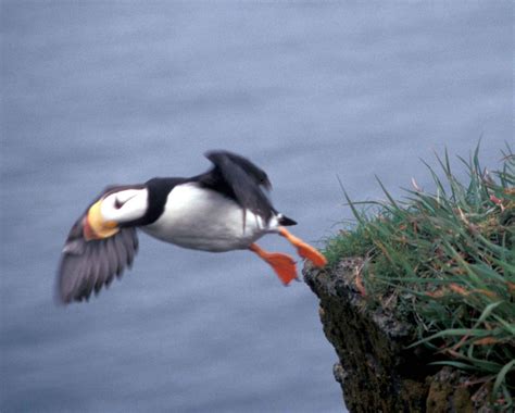 Free picture: horned, puffin, bird, flight, fratarcula, corniculata