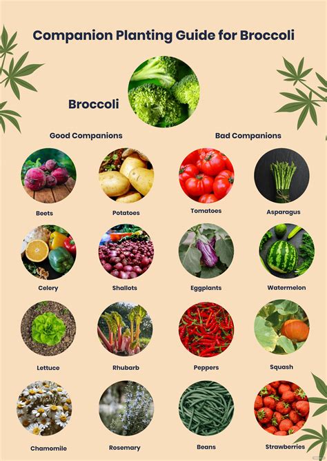 Indica Sejauh menyangkut orang Persetujuan companion planting chart metode lengkap saya tersesat