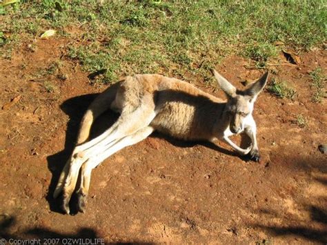 Red Kangaroo (Macropus rufus)