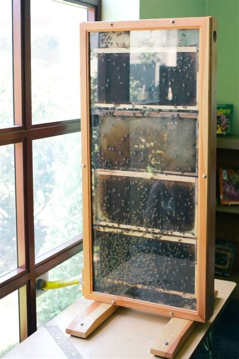 Yellowknife school abuzz over new indoor beehive | CBC News