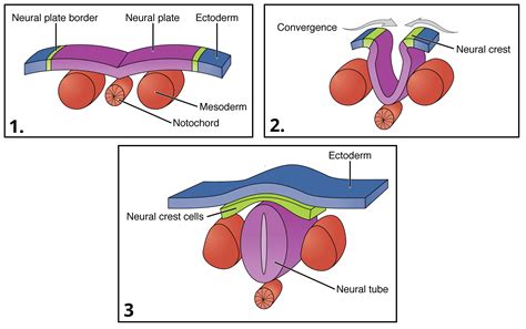 Development of the Central Nervous System - Spinal Cord - TeachMeAnatomy