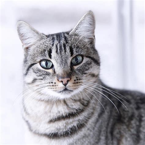 Portrait Gray Tabby Cat by Maika 777