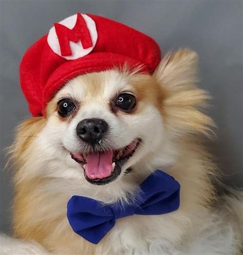 Super Mario Brothers dog halloween costume - This Dogs Life