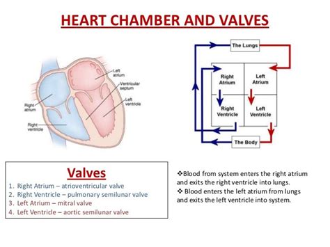 HEART CHAMBER AND VALVES | Heart diagram, Valve, Education