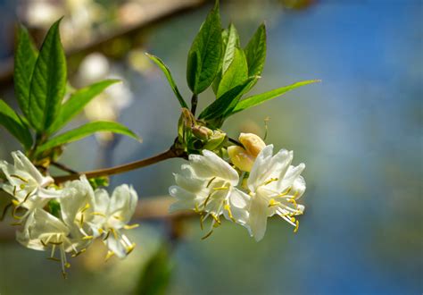 Winter Honeysuckle Lonicera fragrantissima | Greenwood Nursery