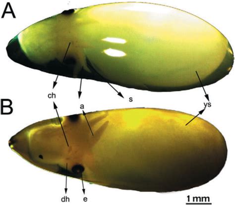 Embryonic Development and Fecundity of the Pacific Pygmy Octopus ...