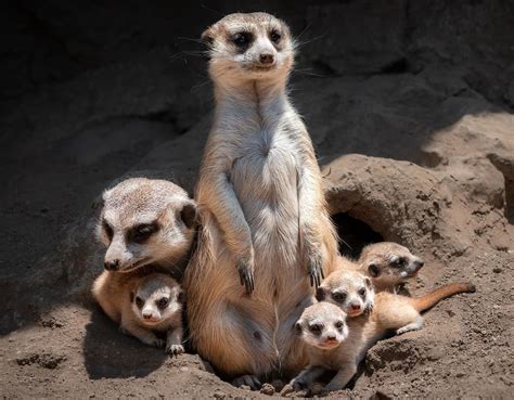 Meerkat – Facts, Size, Habitat, Pictures