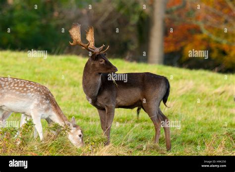 Melanistic doe hi-res stock photography and images - Alamy