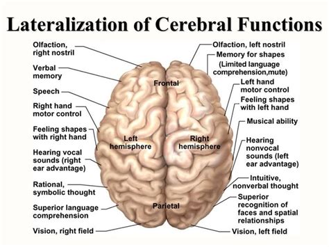 Image result for brain lateralization and hemispheric specialization ...