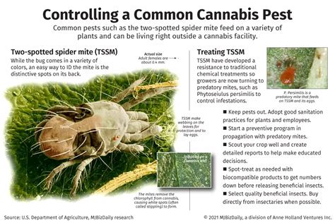 Two-spotted spider mites: How to identify and treat them in your marijuana grow