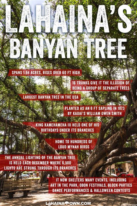 lahaina banyan tree history - Fighting Column Photo Galleries