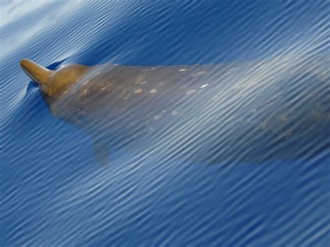 Scientists may have discovered a new species of beaked whale - Business ...