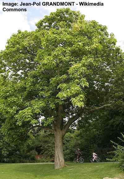 Catalpa Tree: Types, Leaves, Flowers, Seed Pods (With Catalpa Worms)