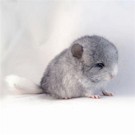 Baby chinchillas are amazingly adorable. : r/Eyebleach