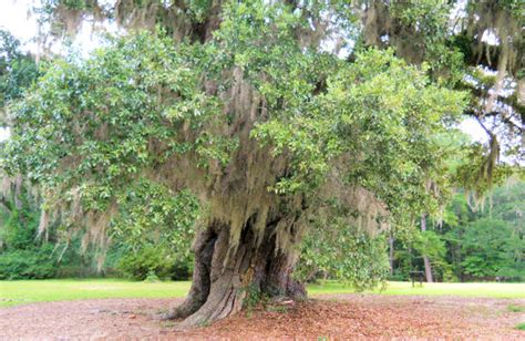 Hampton Plantation State Historic Site