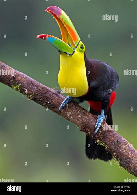 Keel-billed toucan perched on branch, beak open Stock Photo - Alamy