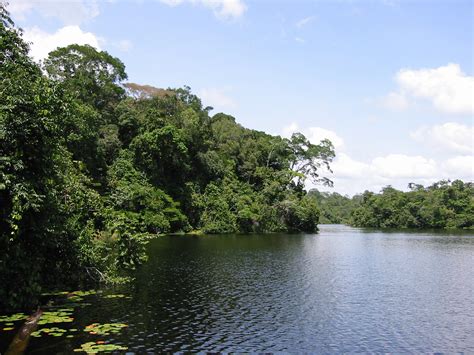 Understanding the Amazon rainforest through a UK-Brazil science partnership – Mathew Williams