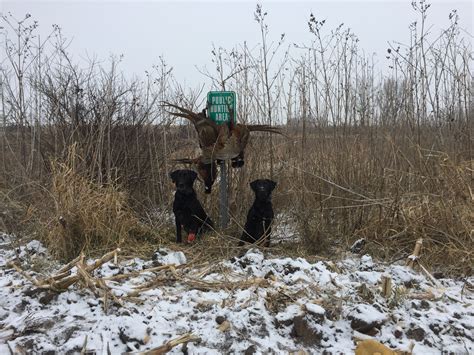 Good pheasant hunting on Iowa public land! | Iowa DNR Crossbow Hunting ...