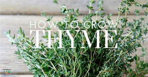 How to Plant, Grow, and Harvest Thyme - The Kitchen Garten