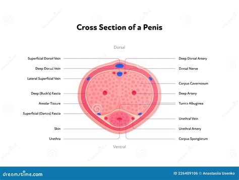 Human Reproductive System Anatomy Inforgaphic Chart. Vector Flat ...